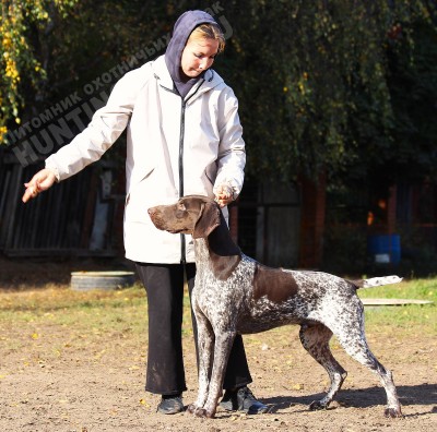 ОХОТЭСТЕТ АДЛЕР (ADLER)